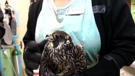 peregrine falcon
