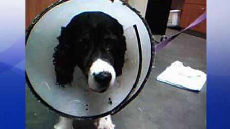An elderly dog that was found tied to a pole in downtown Santa Cruz and wearing a sign that read Homeless.