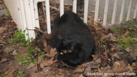 A cat cashed in on one of its nine lives in after it found itself wedged between two fence posts in Santa Cruz on Monday.