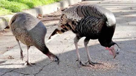 Wild turkeys loose in San Jose (photo courtesy Wildlife Emergency Services)