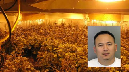 Milpitas man is in custody after police found 400 marijuana plants in his house