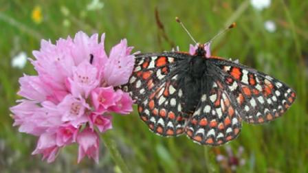 Threatened Bay Checkerspot butterfly (photo courtesy Silicon Valley Land Conservancy).