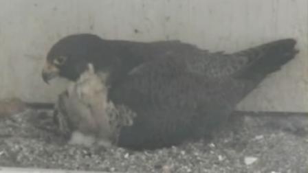 San Jose peregrine falcon