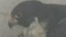 San Jose peregrine falcon