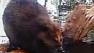 Beaver colony sighted in downtown San Jose