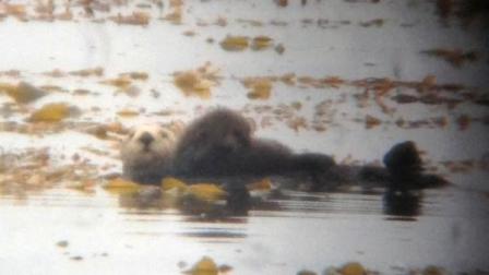 Olive the Oiled Otter is seen with her second pup.