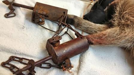 Raccoon caught in trap