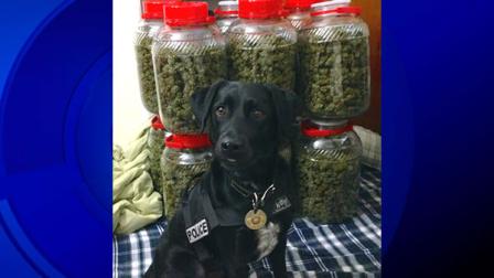 Zeus stands in front of 100 pounds of pot he sniffed out in Santa Clara County. (Photo courtesy Mountain View Police Department/Twitter)