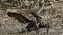 An oil soaked pelican takes flight after Louisiana Fish and Wildlife employees tried to corral him.