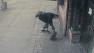 man steals dog in New York