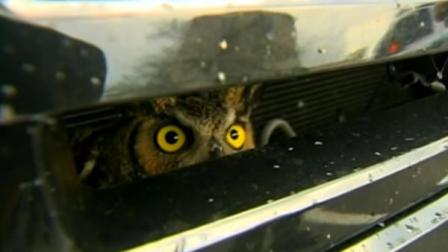 Owl gets stuck in grill of SUV in Florida
