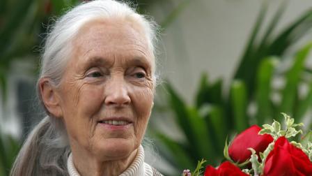 Chimpanzee expert Jane Goodall.