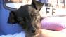 Puppy rescued after spending nearly a month in a car left in a Kansas City impound lot.