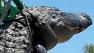 A Houston-area high school senior has bagged a 14-foot, 800 pound alligator - the heaviest ever certified in Texas - on his first alligator hunt. 