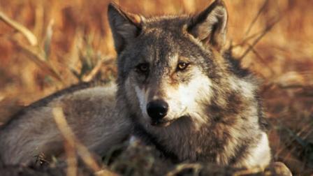 This is an undated handout photo of a grey wolf from the U.S. Fish and Wildlife Service (AP Photo)
