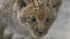 In this Tuesday, June18, 2013 photo, a month-old liliger cub walks in Novosibirsk Zoo.