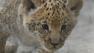 In this Tuesday, June18, 2013 photo, a month-old liliger cub walks in Novosibirsk Zoo.