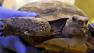 In this Aug. 22, 2013, photo, research associate Pamela Flores conducts a health assessment on a desert tortoise at the Desert Tortoise Conservation Center, in Las Vegas. (AP Photo/Isaac Brekken)