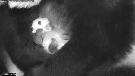 Baby giant panda at National Zoo