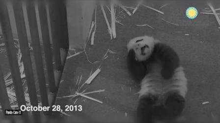 An image of the National Zoos female giant panda cub taken from the zoos Panda Cam.