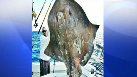 Whipping stingray caught and released in Florida.