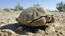 Mojave tortoise