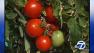 Calif. considers labeling requirement for GMO food