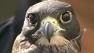 Hawk