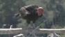 California condor