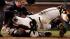 Buster Posey injury