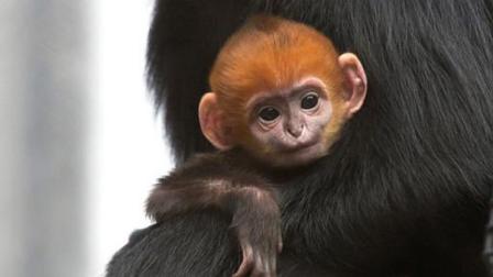 Orange headed Francois Langur monkey born at the San Francisco Zoo.