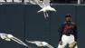 San Francisco Giants Rajai Davis is surrounded by seagulls in centerfield during play against the Seattle Mariners in the eighth inning of a spring training baseball game, Thursday, March 27, 2008 in San Francisco. (AP Photo/George Nikitin)