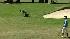 Sharp Park, Pacifica, Wayne Freedman, San Francisco, Bay Area golf, Legged Frog, San Francisco Garter Snake, Alister Mackenzie
