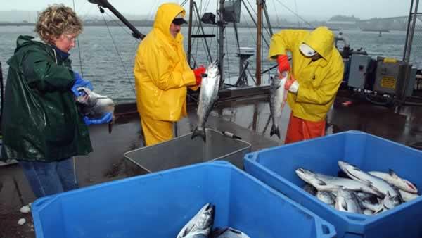 Salmon fisherman