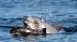dolphin, harbor porpoise, California, Monterey Bay