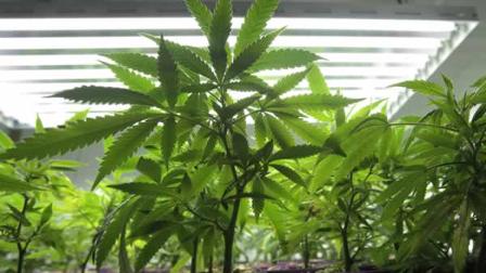 marijuana