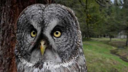 A genetically unique subspecies of the Great Gray owl has been discovered in Yosemite National Park.