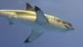 great white shark