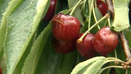 split Bing cherries from California