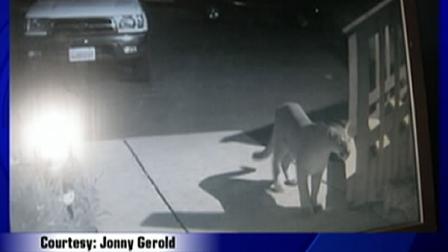 Mountain lion spotted on familys surveillance camera