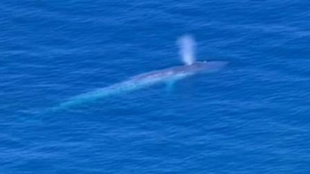 A pod of rare blue whales has been
thrilling boaters off the Southern
California coast.