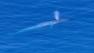 A pod of rare blue whales has been
thrilling boaters off the Southern
California coast.
