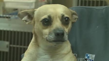 Cooper lost dog