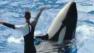 A judge for the first time in U.S. history heard arguments that could determine whether animals enjoy the same protection against slavery as humans.