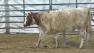Weather conditions in cattle country are what everyone was talking about at the worlds biggest agriculture show.