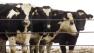 Cows