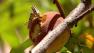 Millions of locusts descend on Herald
