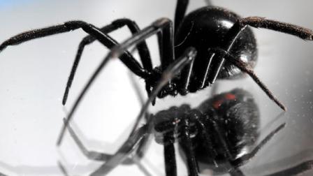 Black widow spider