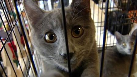 cat
