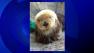 Sea otter named Super Mom